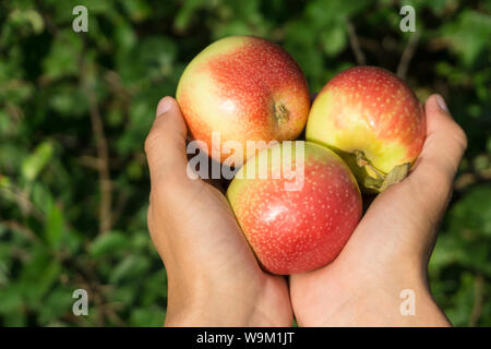 Drei frische reife Äpfel in den Palmen auf einer unscharfen Garten Hintergrund Stockfoto