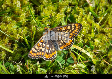 Marsh Fritillary Schmetterling ruht auf einige Moss Stockfoto