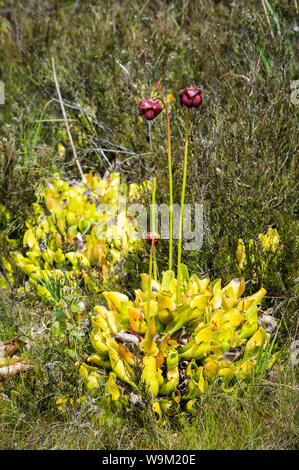 Krug Pflanzen in Blüte Stockfoto