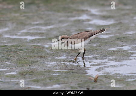 Juvenile Flussregenpfeifer Stockfoto