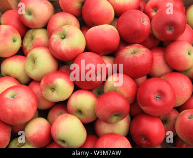 Apple 'Discovery', Äpfel, Sorte, Sorten, Hofladen Anzeige Stockfoto