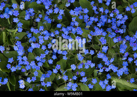 Von kleinen blauen Blüten im Frühling Hintergrund Stockfoto