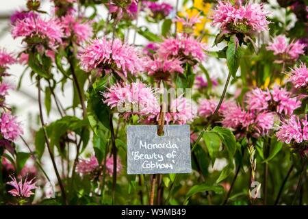 Ein monarda Schönheit von cobham Garten Gartenbau pflanze pflanzen Gärten Stockfoto