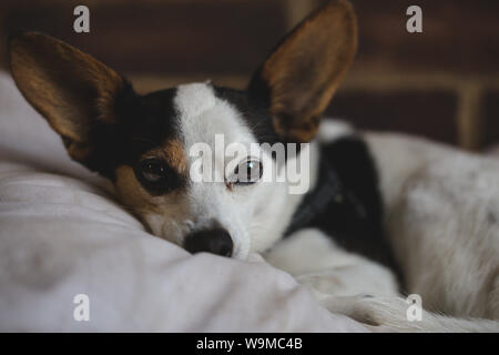 Porträt einer müde Papijack zur Festlegung auf seinem Bett in die Kamera schaut Stockfoto