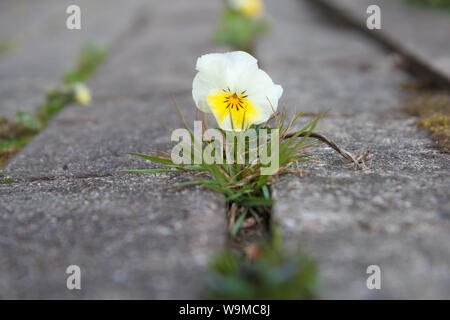 Die kleine Blume durch einen Riss in der alten Ziegel Pflaster im Frühjahr wachsen Stockfoto