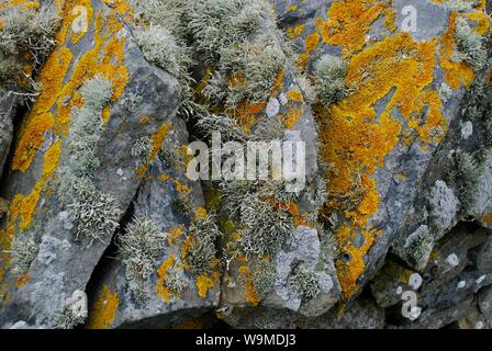 Die grüne und orangefarbene Flechte auf trockenen Steinmauer, Shetlandinseln, Schottland, UK Stockfoto