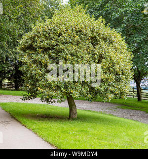 Bunte Stechpalme Baum in einem Rasen gepflanzt. Stockfoto