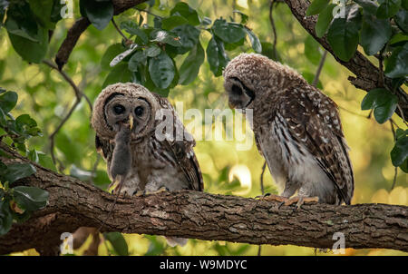 Eulen in den Baum gesperrt Stockfoto