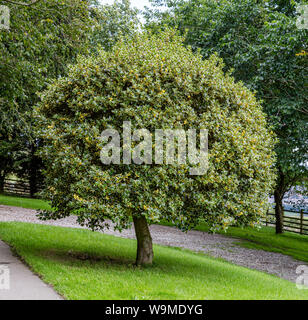 Bunte Stechpalme Baum in einem Rasen gepflanzt. Stockfoto