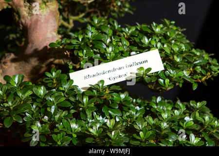 Ein Rhododendron indicum Baum bonsai Garten Gartenbau pflanze pflanzen Gärten Stockfoto