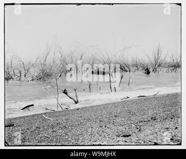 Um das Tote Meer (Bahr Lut). Versunkenen Wald an Ghor El Mazraa Stockfoto