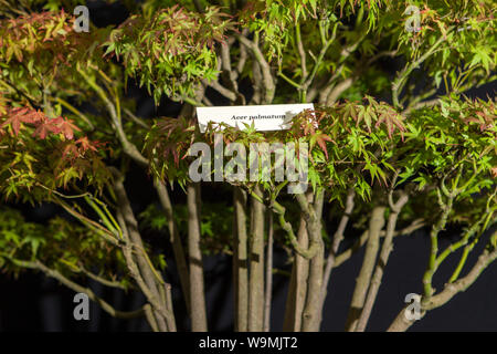 Ahorn Baum palmatum bonsai Garten Gartenbau pflanze pflanzen Gärten Stockfoto