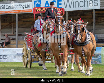 Turriff, Schottland - 05 August, 2019: Anzeige der Pferde und Wagen bei den schweren Pferd Wahlbeteiligung bei den Turriff Agricultural Show in Schottland. Stockfoto