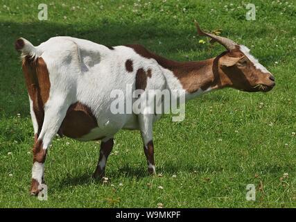 Süße Ziege auf einer Wiese Stockfoto