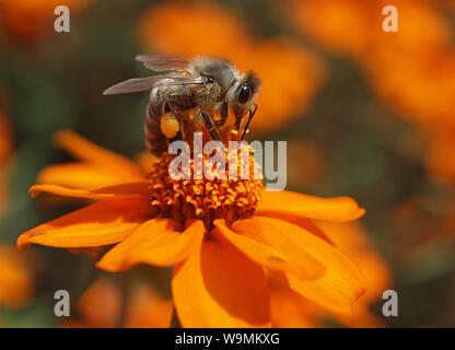 Eine Biene auf einer Blume orange Ringelblume Stockfoto