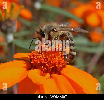 Eine Biene auf einer Blume orange Ringelblume Stockfoto