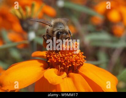 Eine Biene auf einer Blume orange Ringelblume Stockfoto