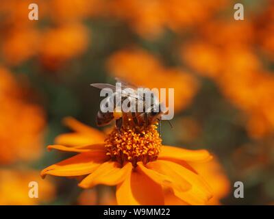 Eine Biene auf einer Blume orange Ringelblume Stockfoto