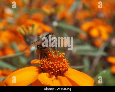 Eine Biene auf einer Blume orange Ringelblume Stockfoto