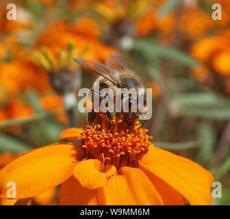 Eine Biene auf einer Blume orange Ringelblume Stockfoto