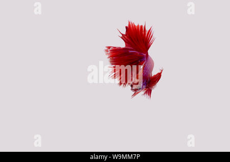 Betta Siamese fighting fish isoliert Stockfoto