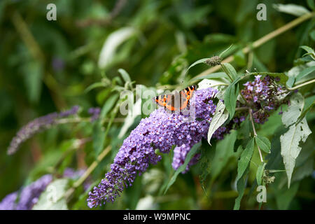 (Nymphalis Urticae) Schildpatt Schmetterling auf der Weide auf dem Nektar von eine lila farbige Schmetterling Bush (buddelia davidii) Stockfoto