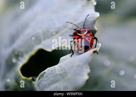 Nahaufnahme der europäischen Rotkäfer auf Kohlblatt, Eurydema ornata Stockfoto