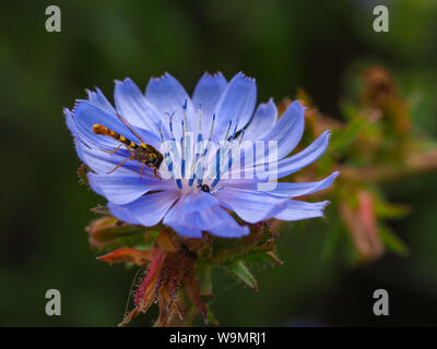 Schöne blaue Blume die Wegwarte (Cichorium intybus) mit einem Besuch hoverfly Stockfoto