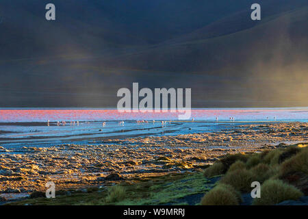 Laguna Colorada, Rote Lagune Flachwasser Salt Lake im Südwesten des Altiplano von Bolivien, innerhalb der Fauna der Anden Eduardo Avaroa National Reserve Stockfoto