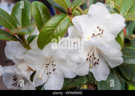 Nahaufnahme der Blüte Detail der Weiße Zwerg rhododendron Snow Dame Blüte im März - April und wächst zu einer Höhe von 60 cm (2 ft) Stockfoto