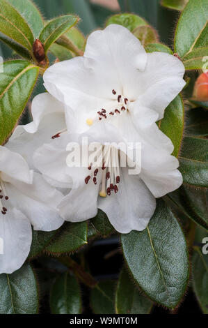 Nahaufnahme der Blüte Detail der Weiße Zwerg rhododendron Snow Dame Blüte im März - April und wächst zu einer Höhe von 60 cm (2 ft) Stockfoto