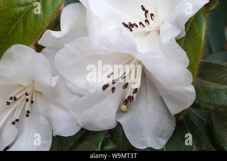 Nahaufnahme der Blüte Detail der Weiße Zwerg rhododendron Snow Dame Blüte im März - April und wächst zu einer Höhe von 60 cm (2 ft) Stockfoto