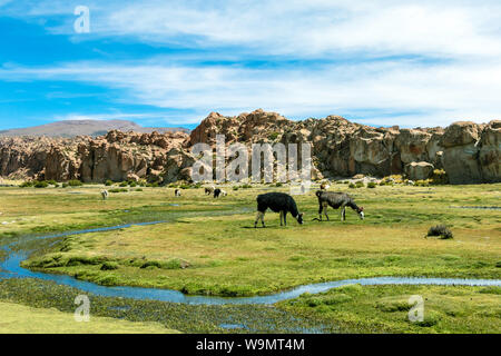 Alpakas, in der Nähe der netten und lustigen Südamerikanischen camelid in Herden gehalten, die auf der Ebene Höhen der Anden Boliviens Weiden Stockfoto