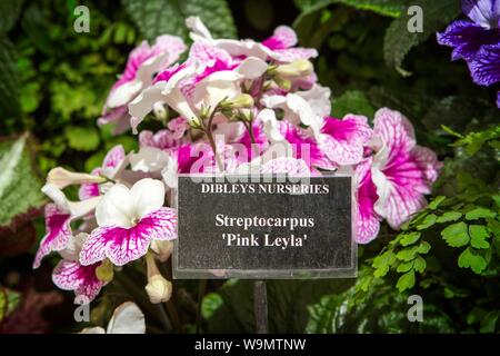 Ein streptocarpus Rosa leyla Garten Gartenbau pflanze pflanzen Gärten Stockfoto