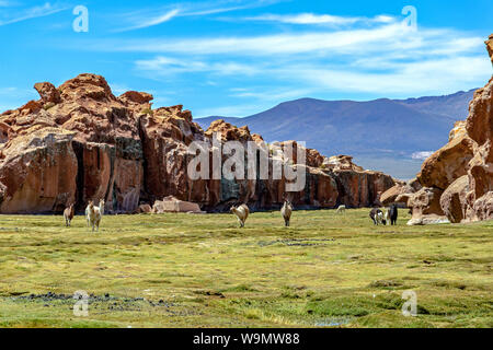 Ruhigen, grünen Landschaft mit Lamas und Alpakas, geologischen Felsformationen und blauer Himmel auf Altiplano, Anden Boliviens Stockfoto