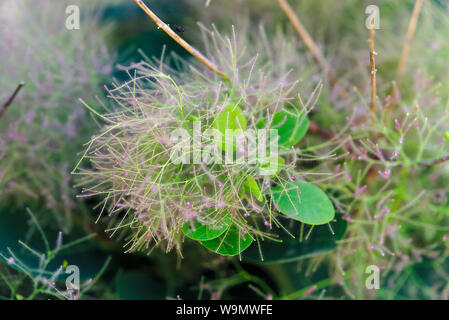 Haarige Blumen aus einem Baum eine Perücke; cotinus coggygria, Anacardiaceae Stockfoto