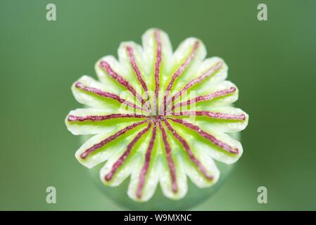 Doppel Mohn (Papaver somniferum): Der Same pod der doppelten Blütenkopf nach der Blütenblätter abgefallen sind Stockfoto