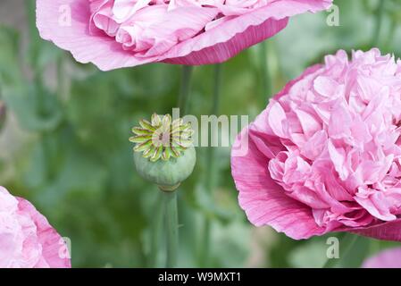 Doppel Mohn (Papaver somniferum): doppelte Blüten mit und ohne Blütenblätter Stockfoto