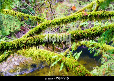 Nassen Ästen bewachsen mit üppigen grünen Farne und Moose im Regenwald in British Columbia, Kanada. Stockfoto