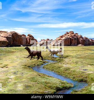 Alpakas, in der Nähe der netten und lustigen Südamerikanischen camelid in Herden gehalten, die auf der Ebene Höhen der Anden Boliviens Weiden Stockfoto