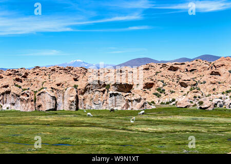 Lamas und Alpakas in ruhiger grüner Landschaft mit geologischen Felsformationen und blauer Himmel auf Altiplano, Anden Boliviens Stockfoto