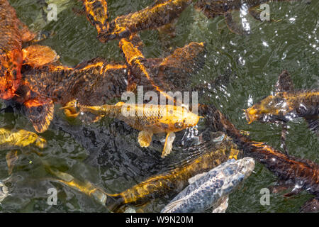 Detroit, Michigan - Der koi Teich an der Belle Isle Aquarium. Durch Detroit Architekt Albert Kahn entworfen und 1904 eröffnet, ist das älteste Aquarium in t Stockfoto