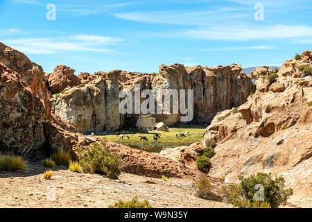 Lamas und Alpakas in ruhiger grüner Landschaft mit geologischen Felsformationen und blauer Himmel auf Altiplano, Anden Boliviens Stockfoto