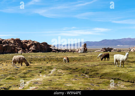 Lamas und Alpakas in ruhiger grüner Landschaft mit geologischen Felsformationen und blauer Himmel auf Altiplano, Anden Boliviens Stockfoto