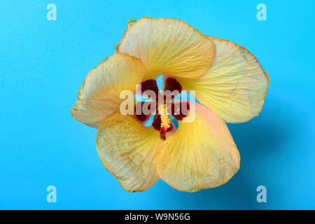 Hibiscus tiliaceus Blume auf blauem Hintergrund Stockfoto