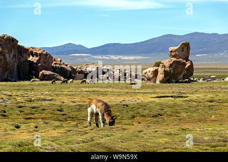 Lamas und Alpakas in ruhiger grüner Landschaft mit geologischen Felsformationen und blauer Himmel auf Altiplano, Anden Boliviens Stockfoto