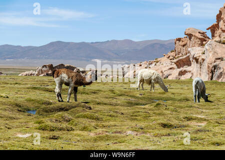 Lamas und Alpakas in ruhiger grüner Landschaft mit geologischen Felsformationen und blauer Himmel auf Altiplano, Anden Boliviens Stockfoto