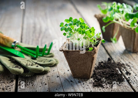 Grüne wachsen Keimlinge von Garten Pflanzen, die zum Anpflanzen, Schaufel, Rechen und Handschuhe. Sprossen von Rucola im Vordergrund. Stockfoto