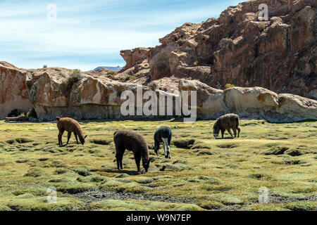 Lamas und Alpakas in ruhiger grüner Landschaft mit geologischen Felsformationen und blauer Himmel auf Altiplano, Anden Boliviens Stockfoto