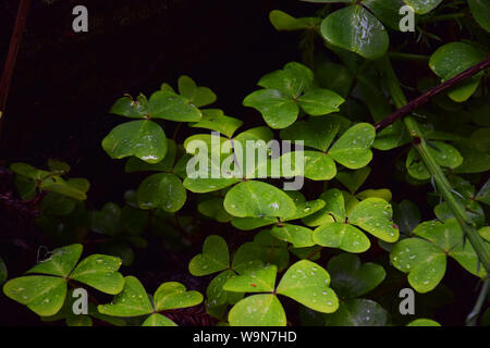 Klee in Muir Woods Stockfoto